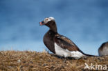 Long-tailed Duck