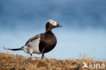 Long-tailed Duck