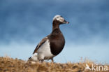 Long-tailed Duck