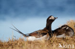 Long-tailed Duck