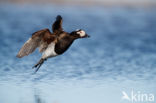 Long-tailed Duck