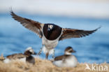 Long-tailed Duck