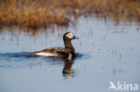 IJseend (Clangula hyemalis)