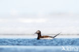 Long-tailed Duck