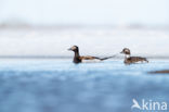 Long-tailed Duck