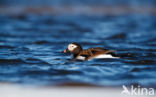 Long-tailed Duck