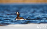 Long-tailed Duck