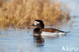 Long-tailed Duck