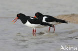 Oystercatcher (Haematopus ostralegus)