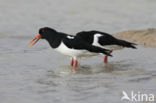 Oystercatcher (Haematopus ostralegus)