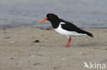 Oystercatcher (Haematopus ostralegus)