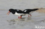 Oystercatcher (Haematopus ostralegus)