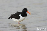 Oystercatcher (Haematopus ostralegus)