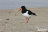 Oystercatcher (Haematopus ostralegus)