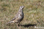 Grote Lijster (Turdus viscivorus)