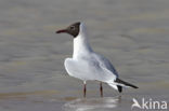 Black-headed Gull (Larus ridibundus)