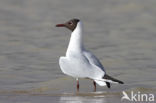 Black-headed Gull (Larus ridibundus)