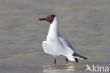 Black-headed Gull (Larus ridibundus)