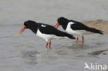 Oystercatcher (Haematopus ostralegus)