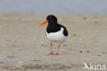 Oystercatcher (Haematopus ostralegus)