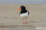 Oystercatcher (Haematopus ostralegus)