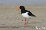 Oystercatcher (Haematopus ostralegus)