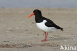 Oystercatcher (Haematopus ostralegus)