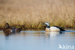 Steller s Eider (Polysticta stelleri)