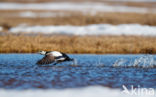 Steller s Eider (Polysticta stelleri)