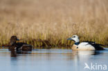 Steller s Eider (Polysticta stelleri)