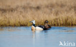 Steller s Eider (Polysticta stelleri)