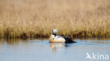 Steller s Eider (Polysticta stelleri)