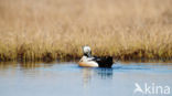 Steller s Eider (Polysticta stelleri)