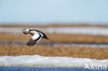 Steller s Eider (Polysticta stelleri)