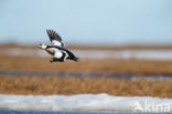 Steller s Eider (Polysticta stelleri)