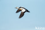 Steller s Eider (Polysticta stelleri)