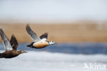 Steller s Eider (Polysticta stelleri)