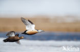 Steller s Eider (Polysticta stelleri)