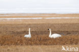 Fluitzwaan (Cygnus columbianus)