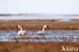 Fluitzwaan (Cygnus columbianus)