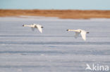 Fluitzwaan (Cygnus columbianus)