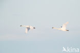 Whistling Swan (Cygnus columbianus)