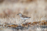 Western Sandpiper (Calidris mauri)