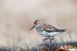 Alaskastrandloper (Calidris mauri)