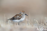 Alaskastrandloper (Calidris mauri)