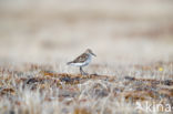 Alaskastrandloper (Calidris mauri)