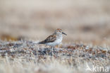 Alaskastrandloper (Calidris mauri)