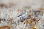 Western Sandpiper (Calidris mauri)