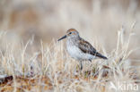 Western Sandpiper (Calidris mauri)