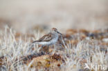 Alaskastrandloper (Calidris mauri)